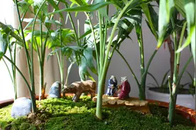儿童房间摆放绿色植物风水如何选择？视频封面