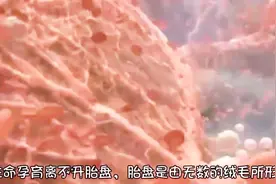 宝宝的生命之源，神奇的胎盘，3分钟科普知识，了解宝宝与妈妈相连接的胎盘视频封面