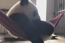 大熊猫 两小无情之妍慧盼月视频封面