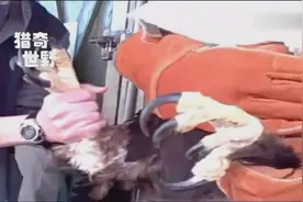 金雕能轻松秒杀狼的真正原因，看看它的爪子就明白了视频封面