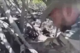 国外一男子野外湿地捕猎，竟挖出这么大个家伙
