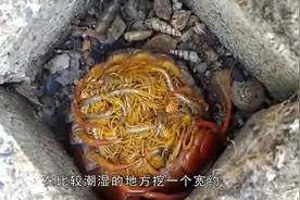在农村有商贩收购蜈蚣，价格不低，教你两招晚上轻松捉蜈蚣