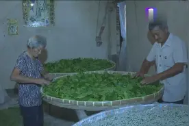 嘉兴桐乡：茧丝行情低迷，夏蚕饲养量创下历史新低