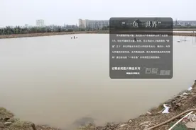 右眼新闻：一鱼一世界，探路高端养殖品牌图片