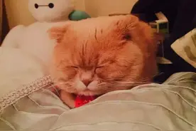 の春天——救助初生流浪猫狗不完全手册图片
