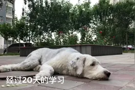 一岁的#古牧 贝拉扑人，暴冲，兴奋起来能带主人起飞#训犬视频封面
