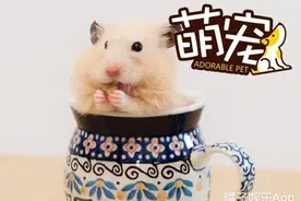 仓鼠里的小吃货，一吃就停不下来图片