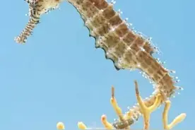 蓝色科普|海马是由爸爸的肚里出世？图片