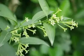 植物百科｜夜里情人——夜来香图片