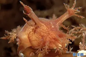 探秘北极深海 各色极地生物散发神秘魅力美到难以置信图片