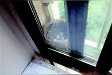 为让乌鸫筑巢产蛋，市民半个月不开窗图片