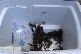 河里下了几个笼子抓小龙虾，收获的时候还真抓了不少图片