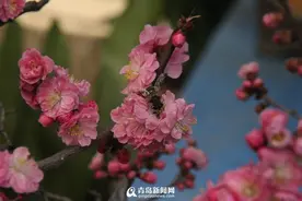第十八届梅花节3月18日开幕 为期40天票价30元图片