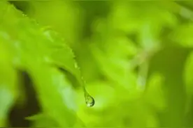 雨之风光：用颜色来表意的日语词汇图片