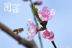 成都龙泉山桃花开啦！图片