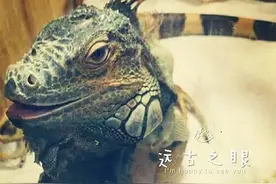 蜥蜴，龙猫，树蛙，猫——四段关于我和我的宠物之间的故事图片
