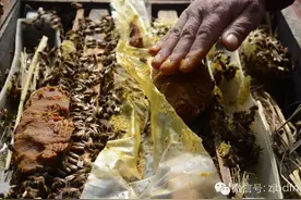 养蜂人喂白糖真的是在造假蜂蜜吗？图片