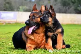德牧训练基础，谈犬的本能习性与训练图片