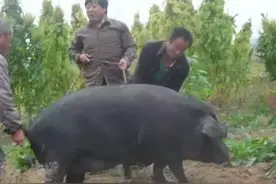 I 陕北故事 I 寻找黑毛猪的乡土记忆，挽回消逝的感动时光图片