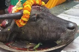 尼泊尔 丨 卡利女神庙的血祭图片