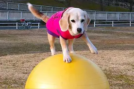 日本一条9岁的比格犬，拿下2项世界吉尼斯纪录，实在是酷！图片