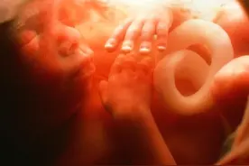 都说胎盘是大补，生完孩子后，你是如何处理胎盘的呢 ？图片