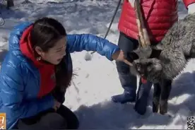 新农人养殖户：憨憨的獾子赚钱不含糊！图片