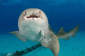 心疼！鲨鱼改吃蔬菜竟是因为嘴里有这么一个东西！图片