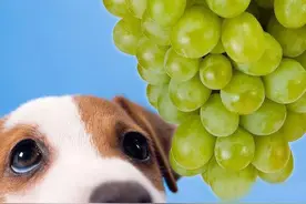 狗狗能吃哪些水果，狗狗不能吃的水果有哪些？图片