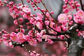 南京的市花，市树是什么？如何选定的？图片