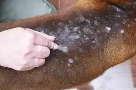 母爱伟大不分界限，为喂饱宝宝狗狗竟忍受着这样的侮辱与摧残！图片