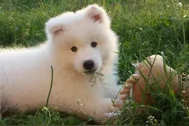 狗狗吃草，您知道为什么吗？图片