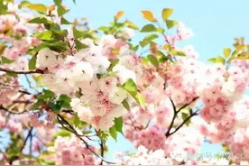 上海桃花节，怎么去？图片