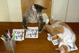 当心！猫咪香港脚来了，铲屎官们已吐晕子在厕所图片