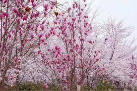 许昌鄢陵千亩樱花海，美如仙境！去看过的许昌人都被美翻了！图片