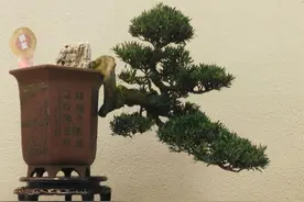 哪盆雀舌罗汉松悬崖盆景适合拿金奖图片