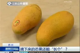 摘下来的芒果还能“继续长个” 专家：确有此事图片