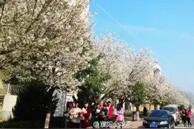 3月27日濮阳樱花节，你会去么？！图片