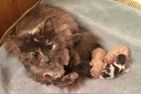 重病的母猫忍痛给小猫喂奶，嘴部感染也努力吞咽补充营养图片