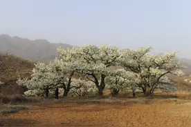 天津蓟县：古梨树春花开如雪图片