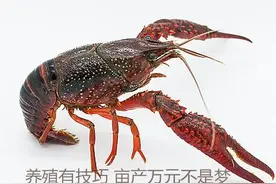 小龙虾养殖，预订种苗很关键图片