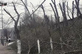 咋回事？乌鲁木齐骑马山路300棵树被砍了？图片