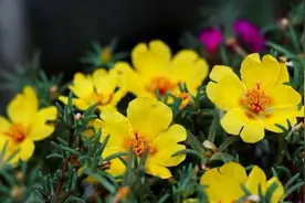 植物美图赏析：午时花高清图片视频封面
