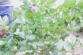 不修棉，可以自己自留种！这样棉花种，省工省钱又多赚啊！