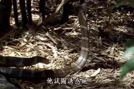 罕见，眼镜王蛇制造后代的混乱场面视频封面
