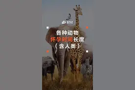 各种动物的怀孕时间长度pk，人类怀胎10个月真不算长，大象才是真牛逼！#怀孕 #数据可视化 @抖音小助手视频封面