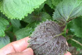 农村田间的这种野菜，可以保护肝脏、降血脂、降血压，却很少人知道！视频封面