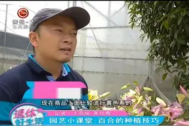 园艺小课堂：百合的种植技巧视频封面