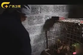 102岁奶奶百年养鸡秘方大公开！用它喂鸡鸡肉更加鲜美营养价值高视频封面
