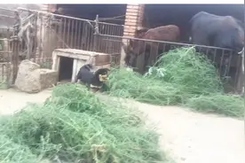 小毛驴困了睡着了